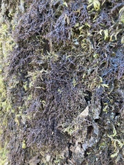 Frullania tamarisci