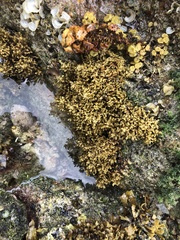 Sargassum polyphyllum