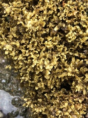Sargassum polyphyllum