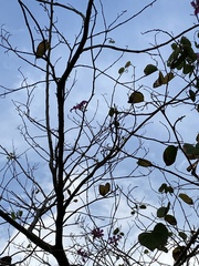 Bauhinia × blakeana