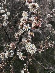 Prunus spinosa
