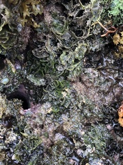 Microdictyon setchellianum