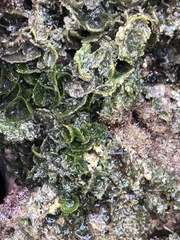 Microdictyon setchellianum