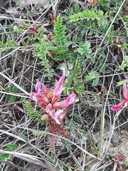 Astragalus monspessulanus