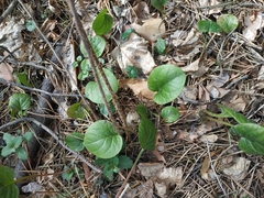 Pyrola rotundifolia