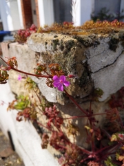 Geranium robertianum