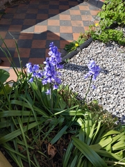 Hyacinthoides × massartiana