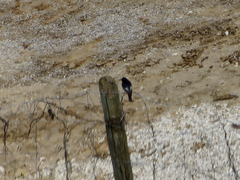 Phoenicurus ochruros