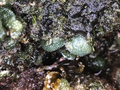 Dictyosphaeria versluysii