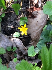 Ficaria verna