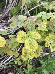 Rubus