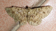 Racotis boarmiaria
