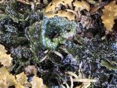 Dictyosphaeria cavernosa