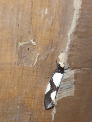 Monopis trimaculella