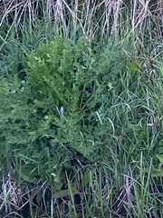 Oenanthe pimpinelloides