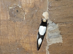 Monopis trimaculella