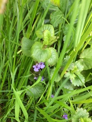 Glechoma hederacea