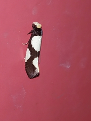 Monopis trimaculella