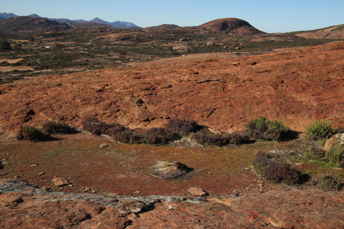 Crassula hirsuta