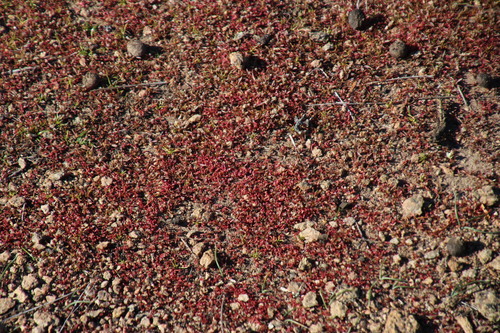 Crassula hirsuta