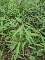 Microstegium ciliatum