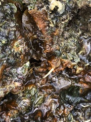 Lobophora variegata