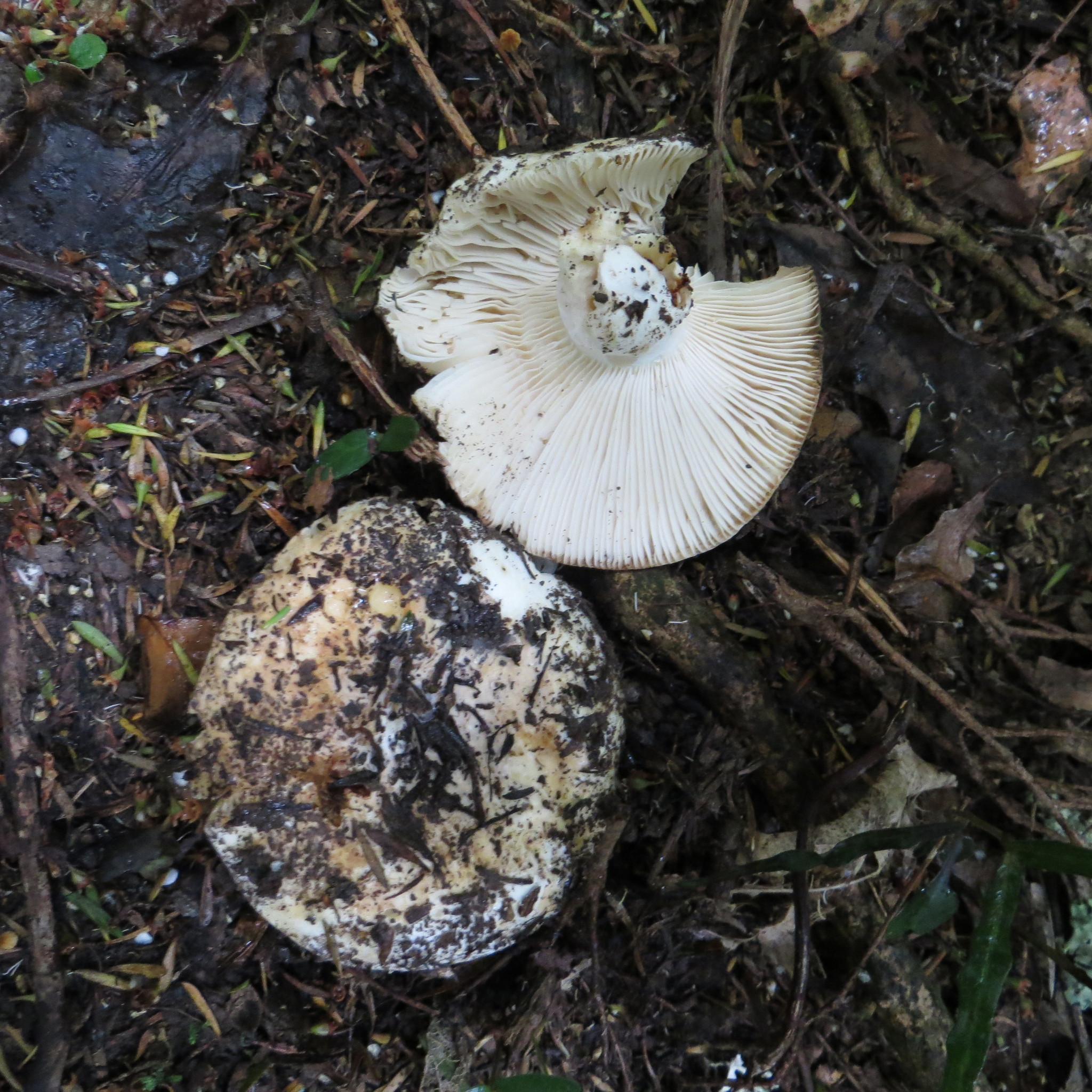 Russula allochroa image