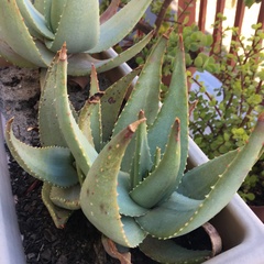 Aloe ferox