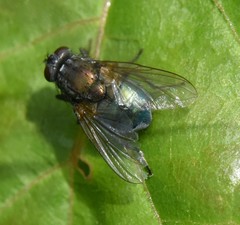 Eudasyphora cyanella