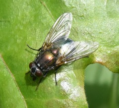 Eudasyphora cyanella