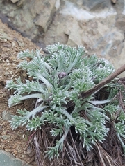 Artemisia glomerata