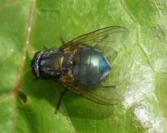 Eudasyphora cyanella