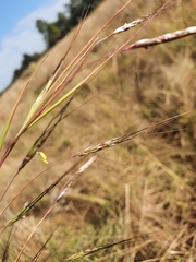 Hyparrhenia filipendula