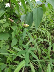 Abelmoschus moschatus