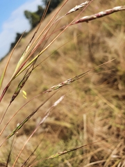 Hyparrhenia filipendula