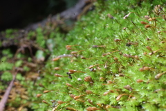 Macromitrium archeri