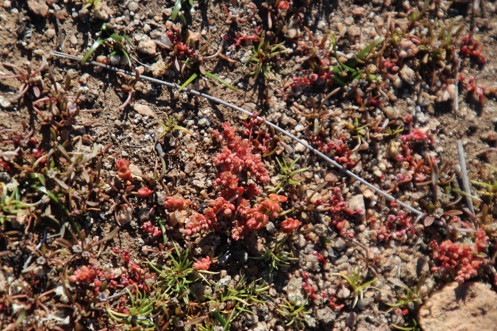 Crassula hirsuta, SE ascent Sneeukop, W Modderfontein, Modderfontein, Kamiesberg
