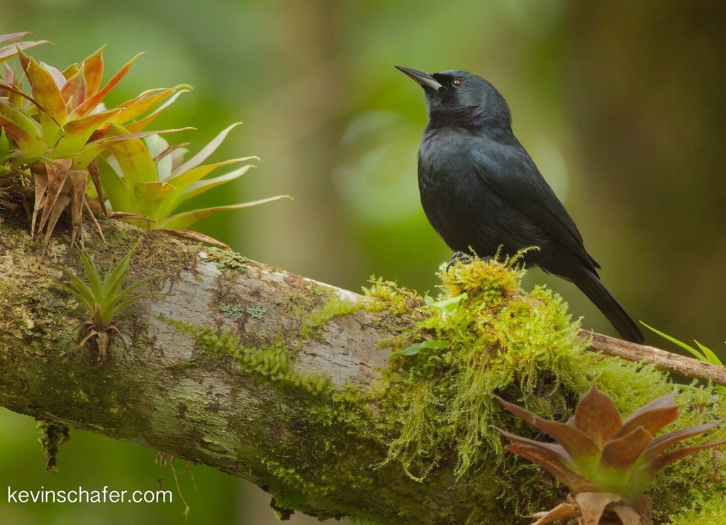 Jamaican Blackbird photo