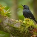 Jamaican Blackbird - Photo (c) Kevin Schafer, some rights reserved (CC BY-NC-ND), uploaded by Kevin Schafer