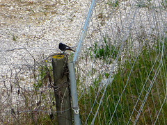 Phoenicurus ochruros