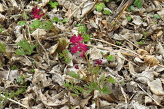 Corydalis buschii