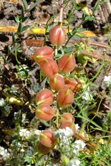 Astragalus deanei