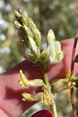 Astragalus deanei