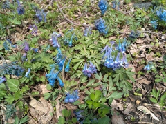 Corydalis turtschaninovii