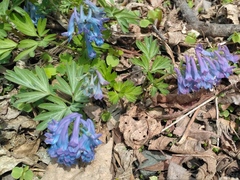 Corydalis turtschaninovii