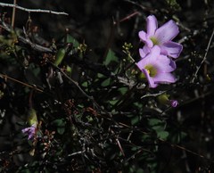 Oxalis comosa