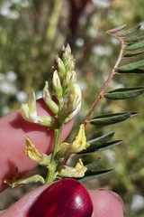 Astragalus deanei