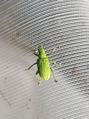 Polydrusus planifrons