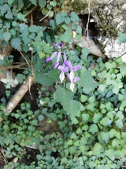 Plectranthus saccatus