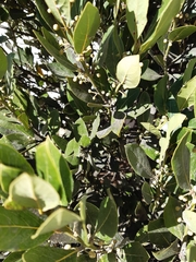 Olea capensis